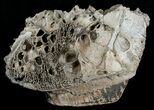 Partial Upper Mammoth Jaw - North Sea #4907-4